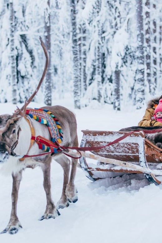 Reindeer Farm Visit with Sleigh Ride - What the sleigh ride is really like