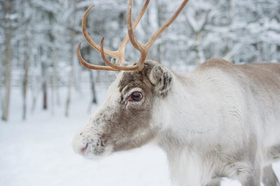 Reindeer Farm Visit with Sleigh Ride - The farm talk and the warm drink