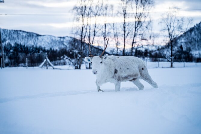 Reindeer Sledding, Feeding And Sami Culture At Reindeer Farm - Hearing Sámi stories beside the fire