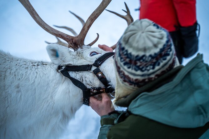 Reindeer Sledding, Feeding And Sami Culture At Reindeer Farm - The sleigh ride: keep your expectations modest