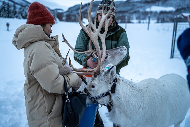 Reindeer Sledding, Feeding And Sami Culture At Reindeer Farm - A hot meal, coffee, and basic camp comforts