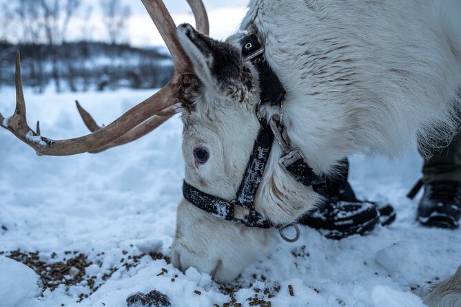 Reindeer Sledding, Feeding And Sami Culture At Reindeer Farm - Who should book this farm visit?