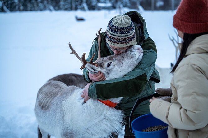 Reindeer Sledding, Feeding And Sami Culture At Reindeer Farm - Meeting the reindeer up close
