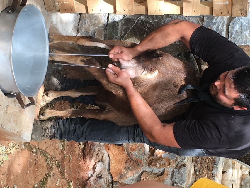 Rethymno 4x4 Safari: Tastes & Farm Experience - Seeing olive oil at Melidoni