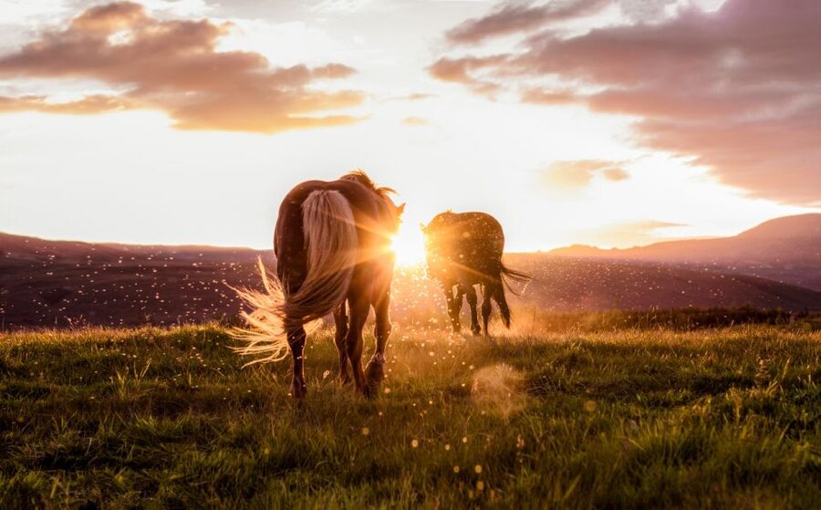 Reykjavik: Golden Circle, Tomato Farm and Kerið Crater Tour - Geysir and Strokkur: wait for the eruption