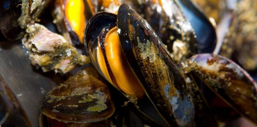Ría de Arousa: Boat Ride to Mussel Farm with Tasting - Choosing your seat on the boat