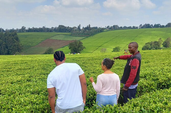 Riara tea farm tour with lunch and tea tasting from Nairobi - Key points to know before you book