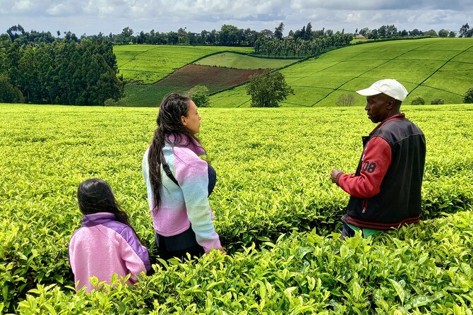 Riara tea farm tour with lunch and tea tasting from Nairobi - Arriving at Riara tea farm in Limuru