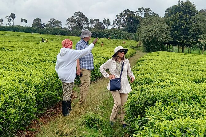 Riara tea farm tour with lunch and tea tasting from Nairobi - Learning how Kenyan tea is grown