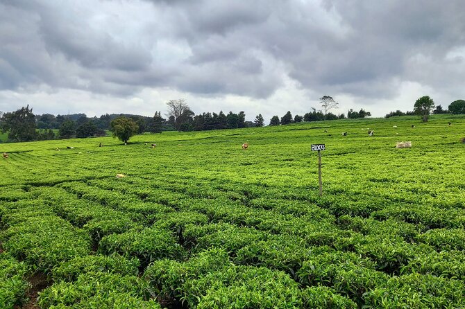 Riara tea farm tour with lunch and tea tasting from Nairobi - Tea tasting and the included lunch