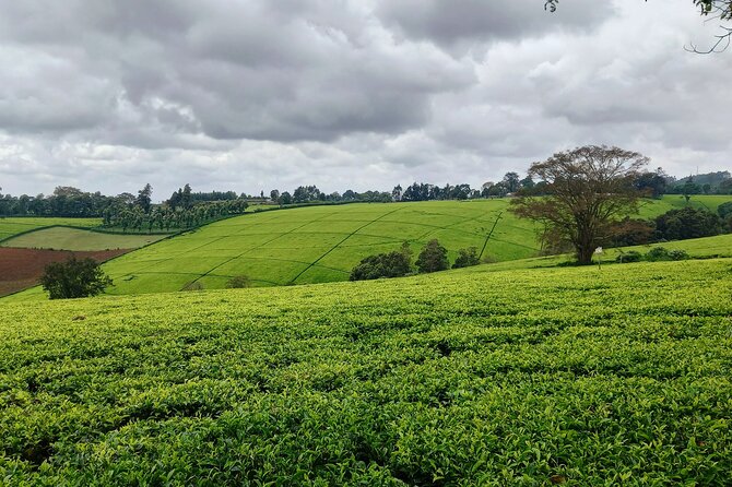 Riara tea farm tour with lunch and tea tasting from Nairobi - What the $150 price includes