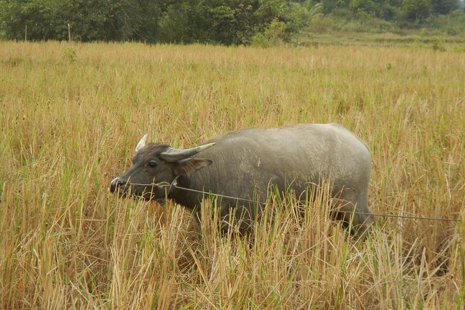 Rice Fields & Rural Villages Tour - The $69 price and what it covers