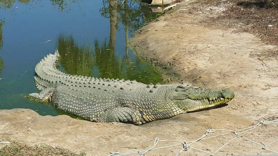 Rockhampton: Koorana Crocodile Farm Guided Tour - Key points to know before you go