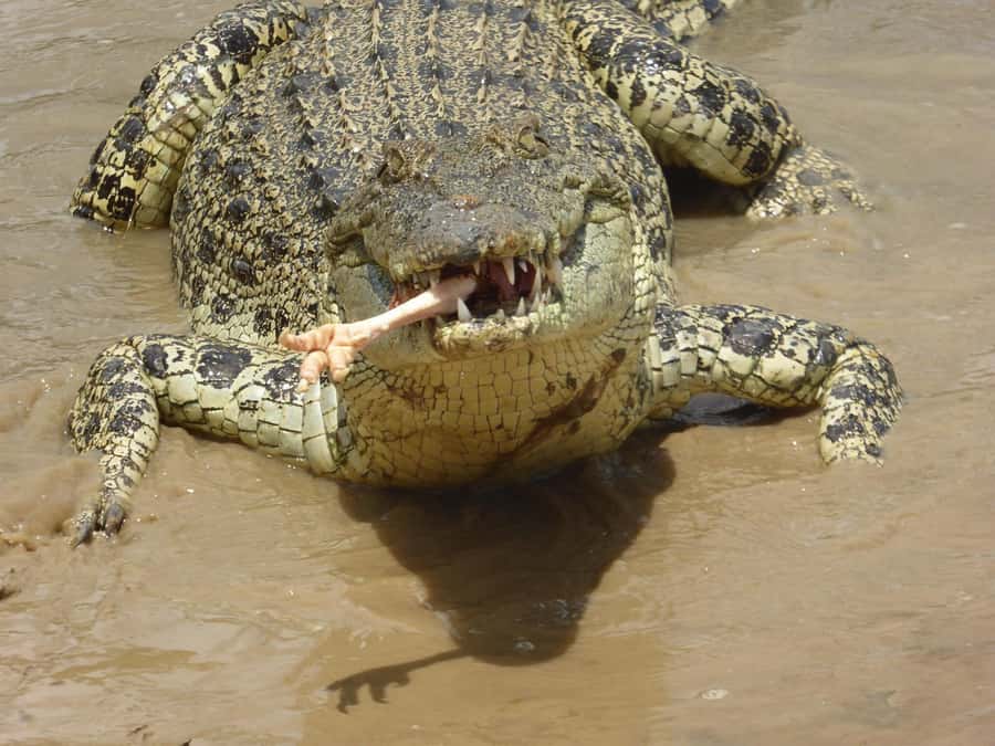 Rockhampton: Koorana Crocodile Farm Guided Tour - Why Koorana Farm is more than a crocodile photo stop