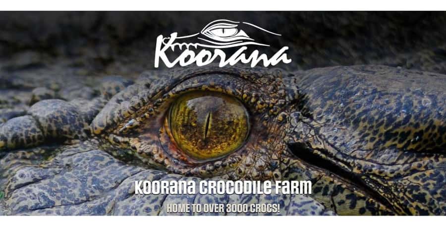 Rockhampton: Koorana Crocodile Farm Guided Tour - The opening talk sets up the whole visit