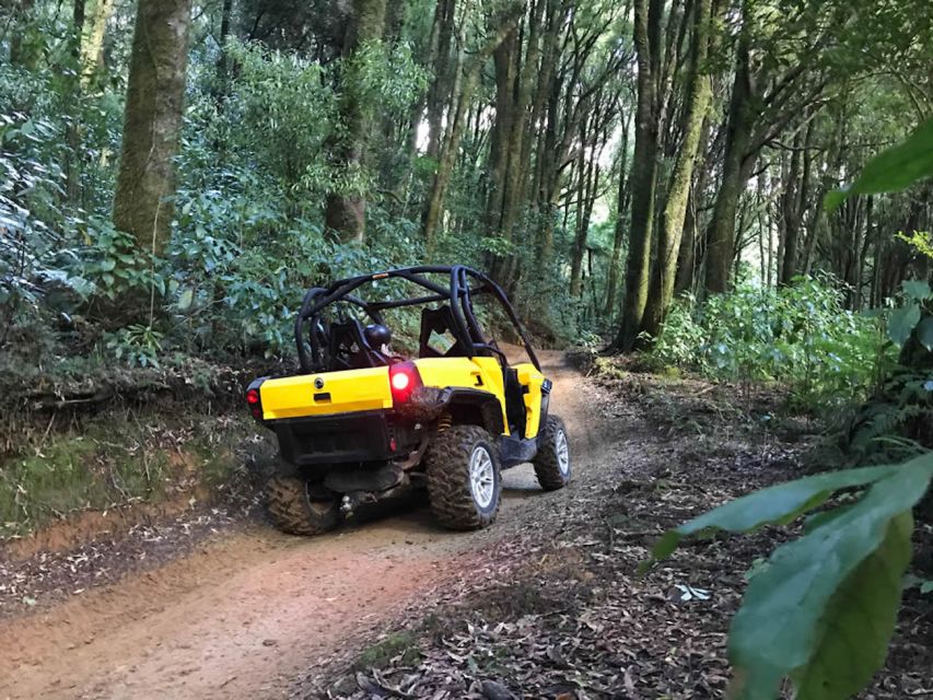 Rotorua: 4×4 Self-Drive Buggy Tour Through Farm and Bushland - Key points to know before you book
