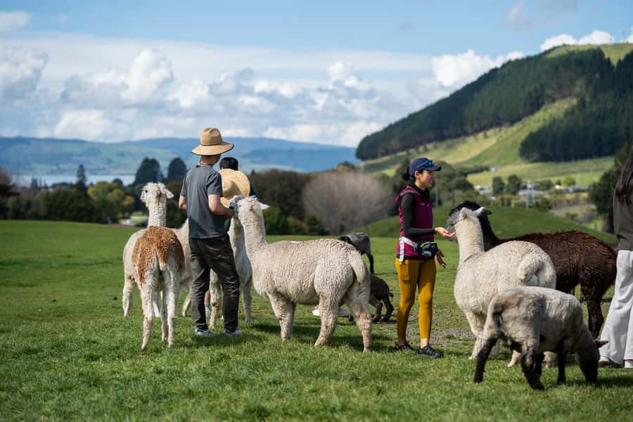 Rotorua: Authentic Kiwi Farm Experience at the Agrodome - A Rotorua farm visit with more than a photo stop