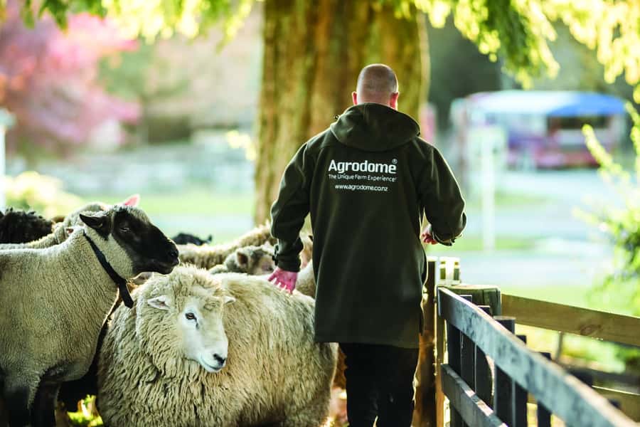 Rotorua: Authentic Kiwi Farm Experience at the Agrodome - The Farmyard Nursery and baby animals