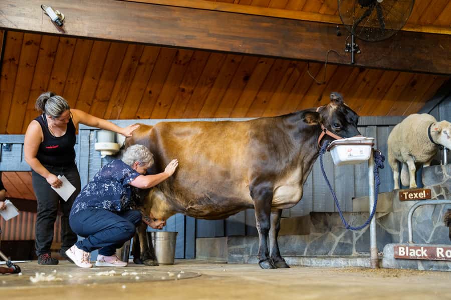 Rotorua: Authentic Kiwi Farm Experience at the Agrodome - What the price includes at $38