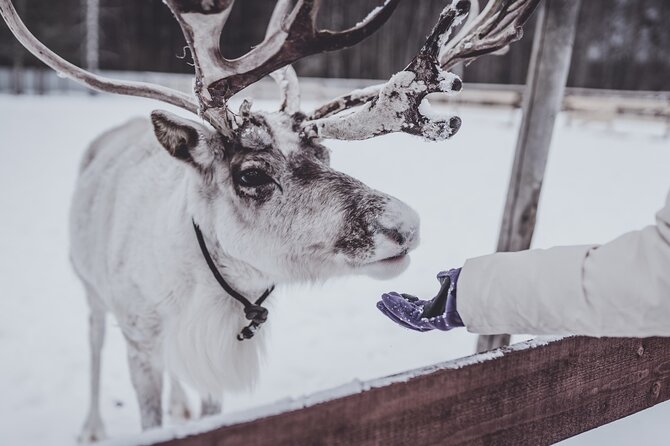 Rovaniemi: Authentic Lapland Reindeer Farm Visit & Sled Ride - Key points at a glance