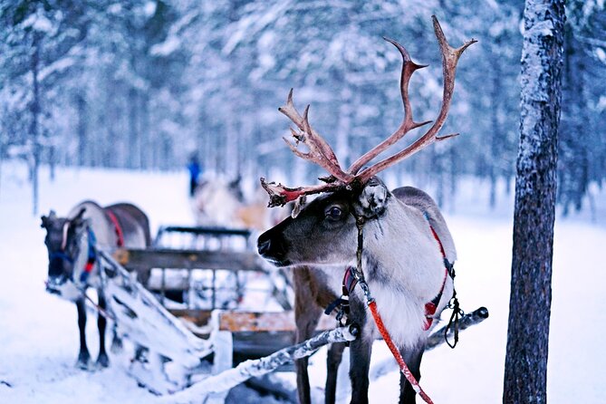 Rovaniemi: Authentic Lapland Reindeer Farm Visit & Sled Ride - A family farm with centuries of Lapland roots