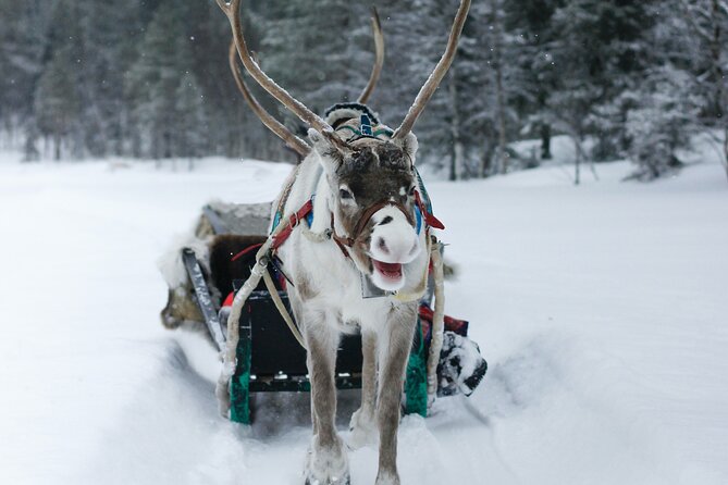 Rovaniemi: Authentic Lapland Reindeer Farm Visit & Sled Ride - Who will enjoy this farm visit most