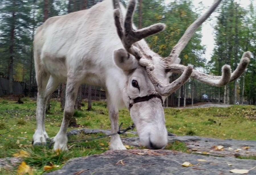 Rovaniemi: Authentic Reindeer Farm & Canoeing - Campfire time, hot drinks, and useful local context