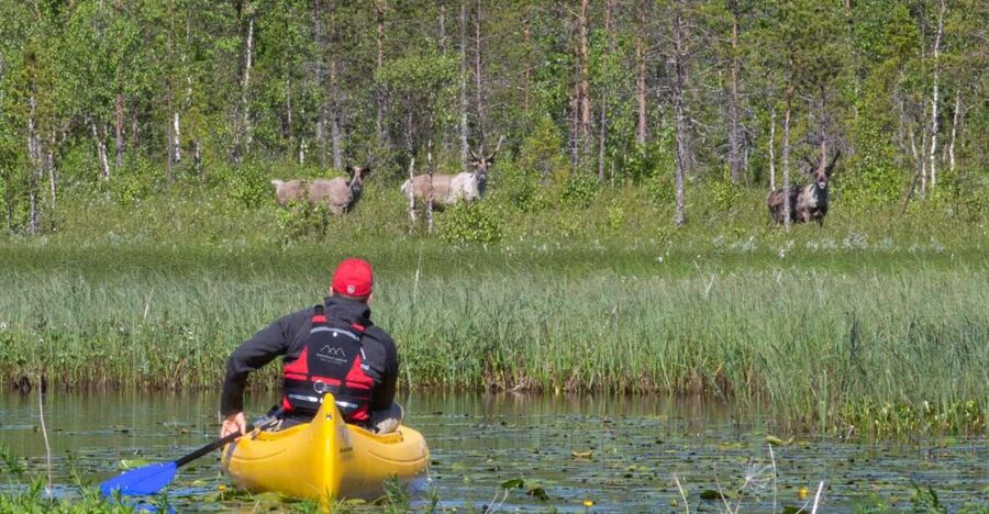 Rovaniemi: Authentic Reindeer Farm & Canoeing - Meeting reindeer at a working family farm