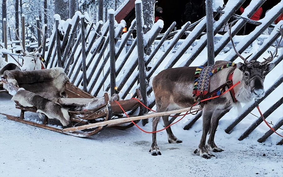 Rovaniemi: Authentic Reindeer Farm Visit & Short Sleigh Ride - Key points at a glance