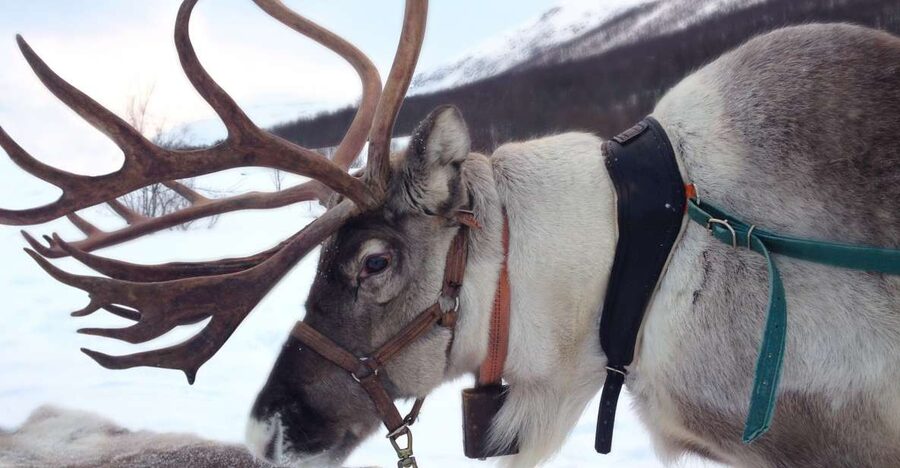 Rovaniemi: Authentic Reindeer Farm Visit & Short Sleigh Ride - Meeting the reindeer up close