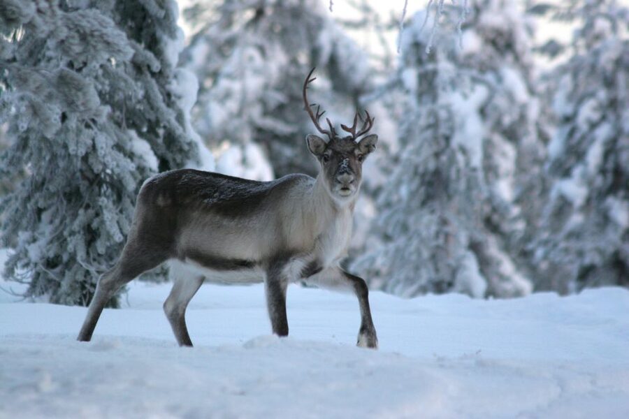 Rovaniemi: Authentic Reindeer Farm Visit & Short Sleigh Ride - Who should book this experience?