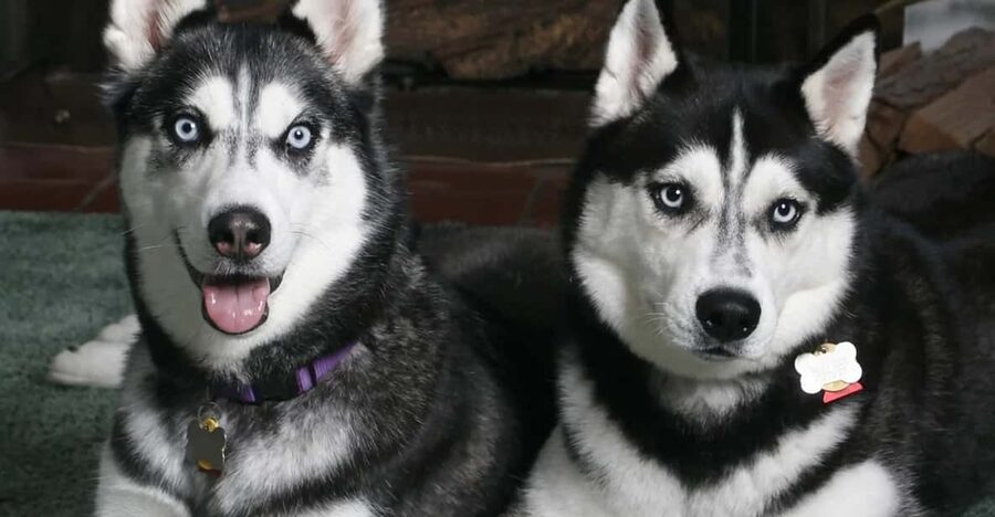 Rovaniemi: Family Friendly Husky Ride and Farm Visit - Meeting the huskies near Rovaniemi