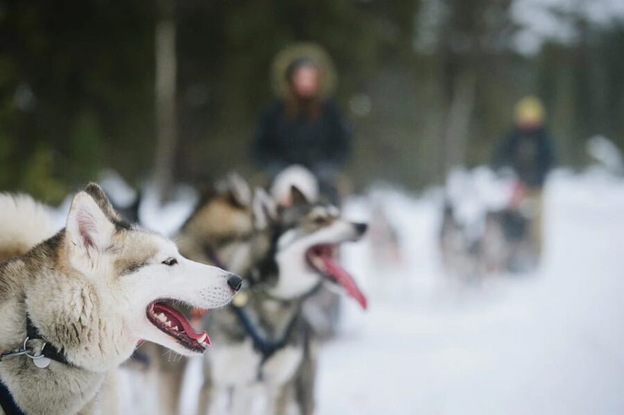 Rovaniemi: Family Friendly Husky Ride and Farm Visit - Practical advice for a smoother outing