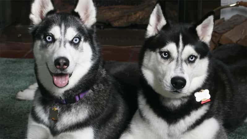 Rovaniemi: Family Friendly Husky Ride and Farm Visit - A warm drink before the cold-weather ride