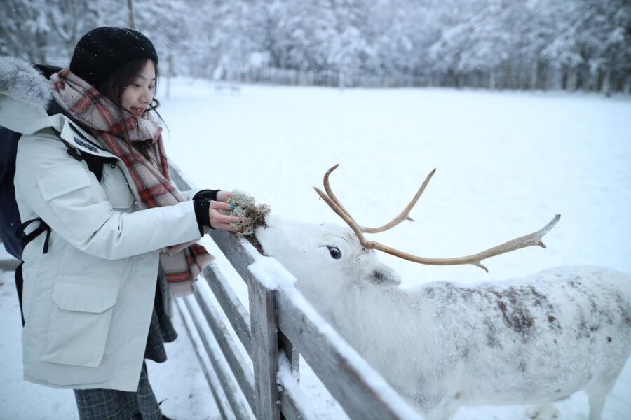 Rovaniemi: Husky and reindeer farm visit with sleigh rides - Key points at a glance