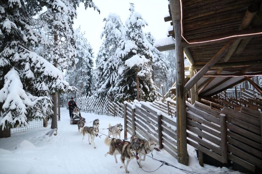 Rovaniemi: Husky and reindeer farm visit with sleigh rides - Two Arctic animals, two very different visits