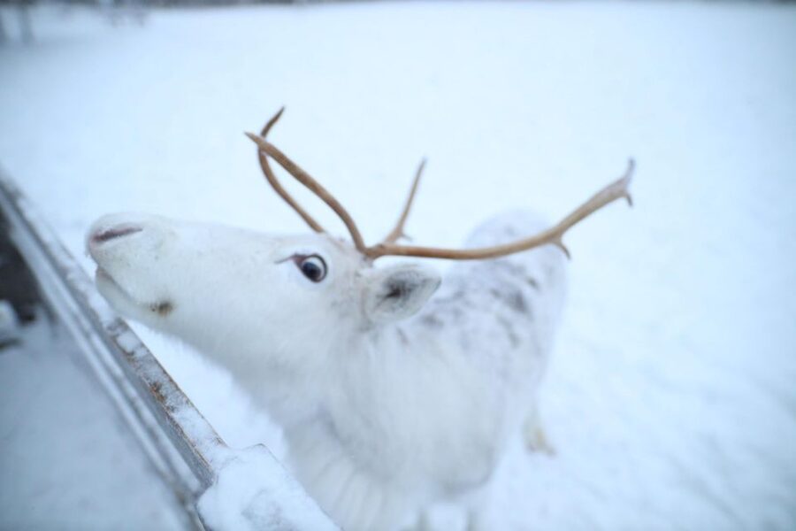 Rovaniemi: Husky and reindeer farm visit with sleigh rides - Feeding reindeer at the farm