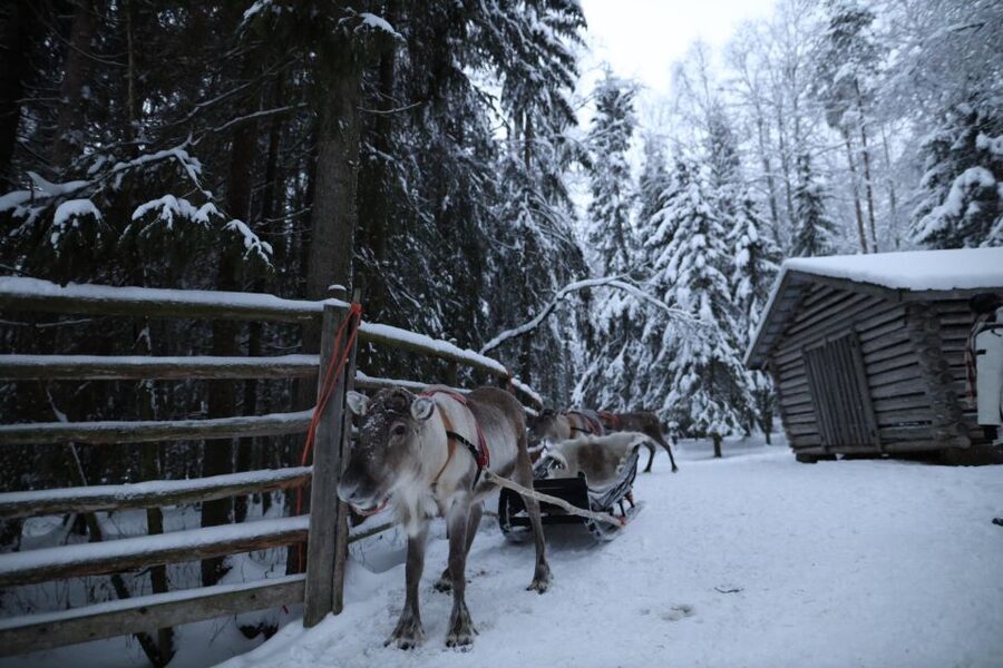 Rovaniemi: Husky and reindeer farm visit with sleigh rides - The important December 1 cutoff