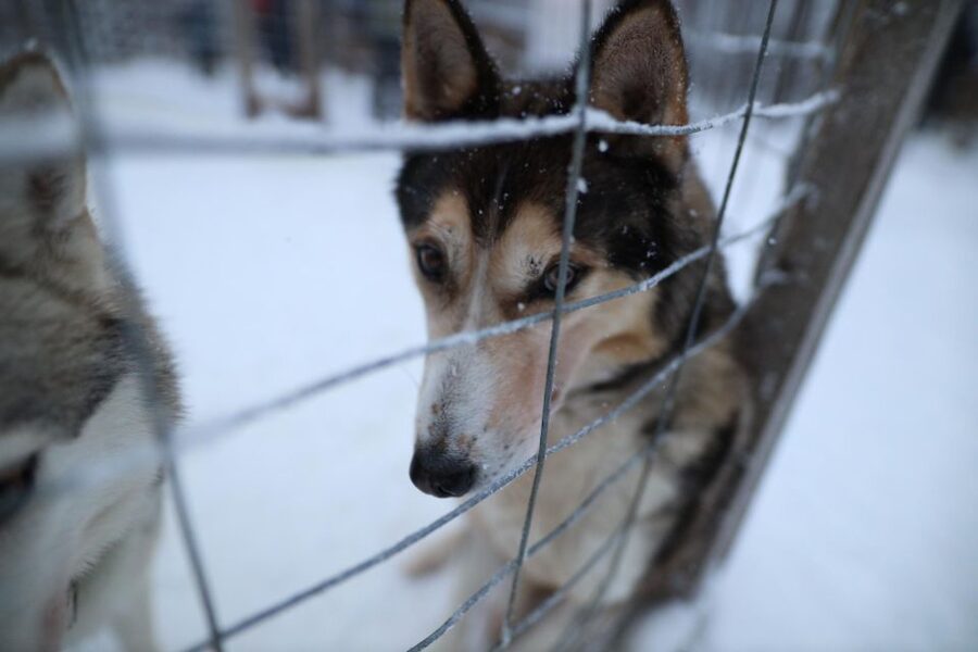 Rovaniemi: Husky and reindeer farm visit with sleigh rides - Is $212 a fair price?