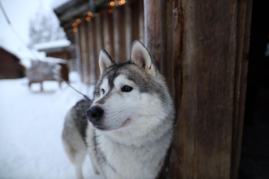 Rovaniemi: Husky and reindeer farm visit with sleigh rides - Who will enjoy this most?