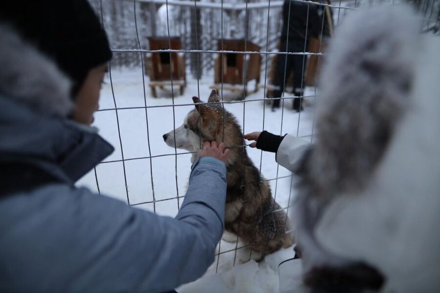 Rovaniemi: Husky and reindeer farm visit with sleigh rides - Practical ways to prepare