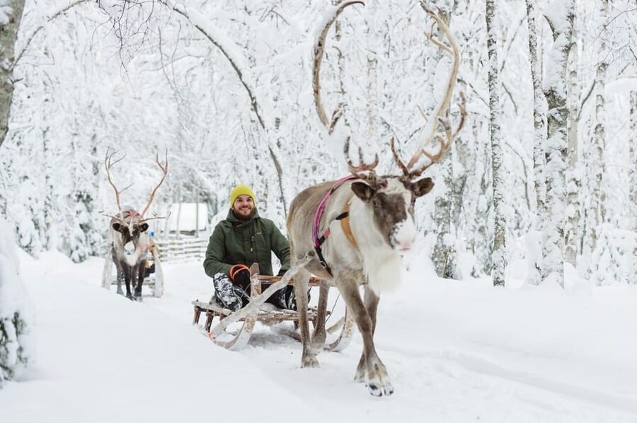 Rovaniemi: Husky and Reindeer farm with sleigh ride - Meeting the huskies before the 800-meter ride