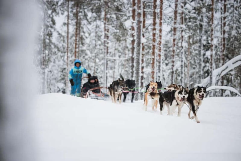 Rovaniemi: Husky Farm and Reindeer Experience - Key points at a glance