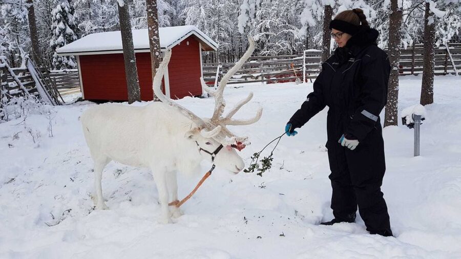 Rovaniemi: Husky Farm and Reindeer Experience - Booking details that can save your day