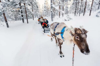 Husky Farm and Reindeer Experience