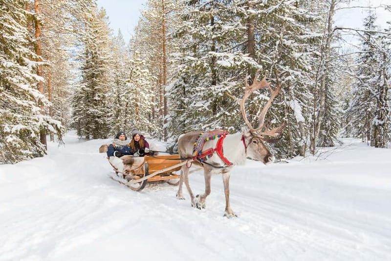 Rovaniemi: Husky Farm and Reindeer Experience - The guides make the difference
