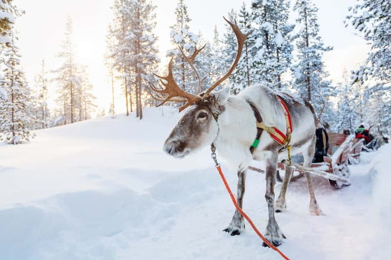 Rovaniemi: Husky Farm and Reindeer Experience - How the $192 price measures up
