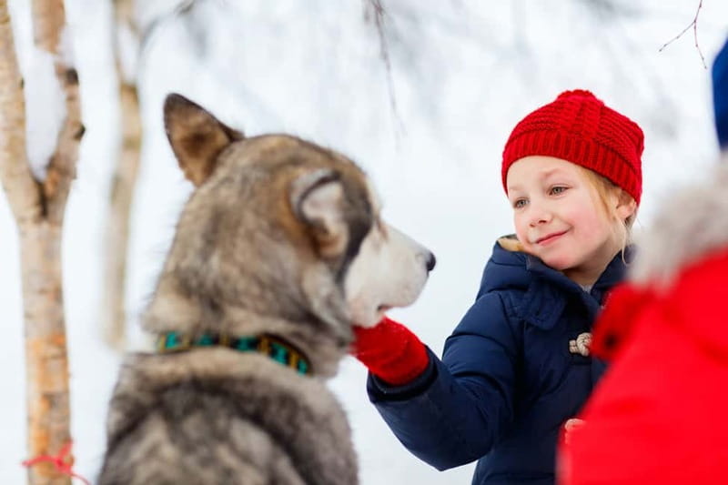 Rovaniemi: Husky Farm and Reindeer Experience - Families, solo visitors, and first-time Lapland trips
