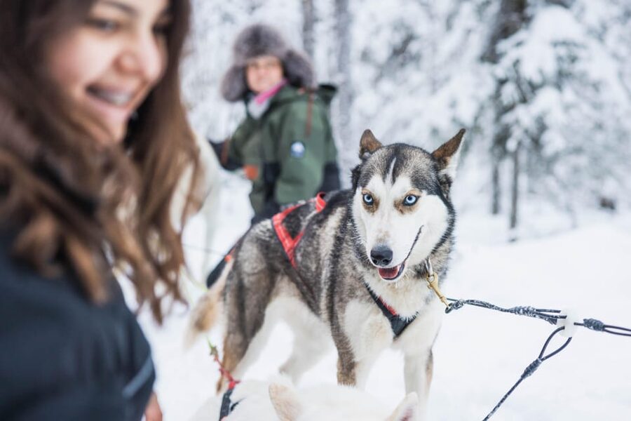 Rovaniemi: Husky Farm Visit with a Sledge Ride - Key points to know before you book