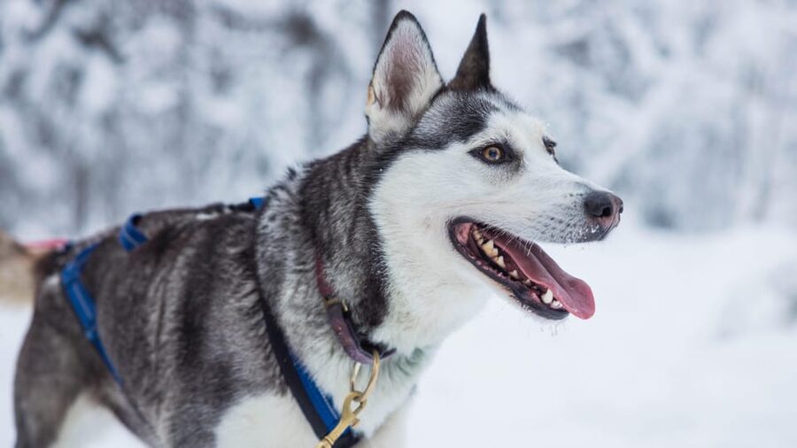 Rovaniemi: Husky Farm Visit with a Sledge Ride - Is the $122 price good value?
